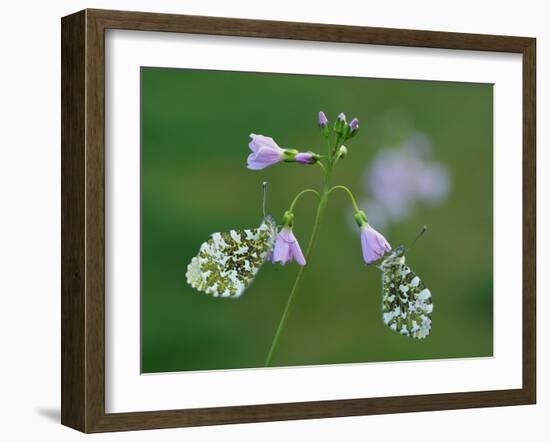 Two Orange tip butterfly roosting at dawn on Cuckooflower, UK-Andy Sands-Framed Photographic Print