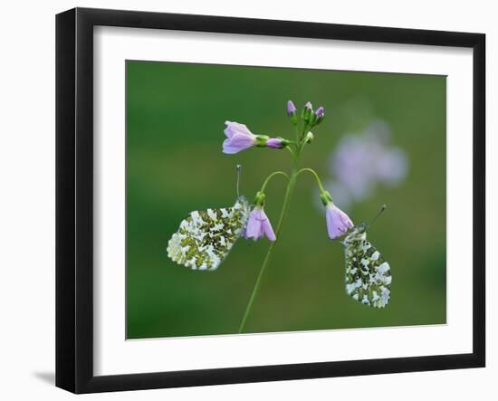 Two Orange tip butterfly roosting at dawn on Cuckooflower, UK-Andy Sands-Framed Photographic Print