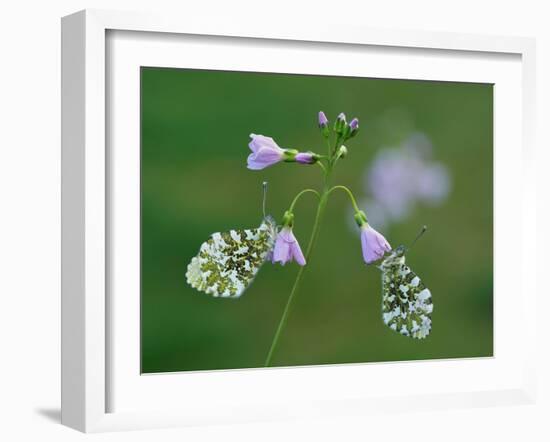 Two Orange tip butterfly roosting at dawn on Cuckooflower, UK-Andy Sands-Framed Photographic Print