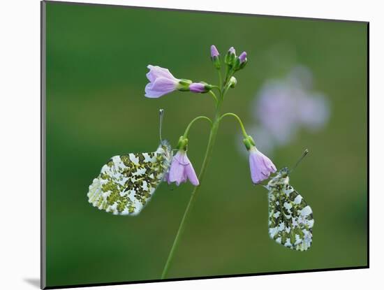 Two Orange tip butterfly roosting at dawn on Cuckooflower, UK-Andy Sands-Mounted Photographic Print