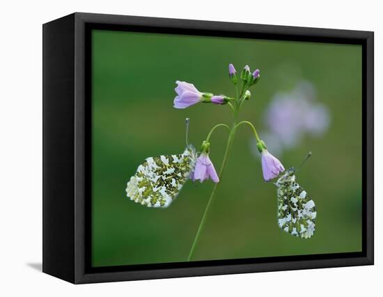 Two Orange tip butterfly roosting at dawn on Cuckooflower, UK-Andy Sands-Framed Premier Image Canvas