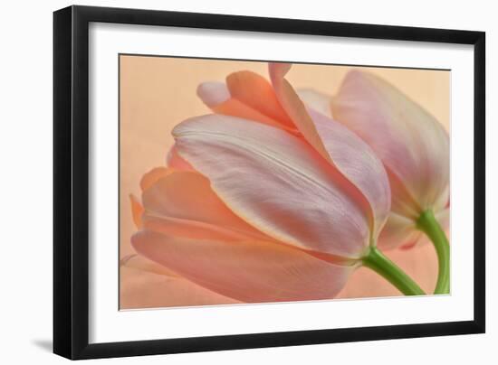 Two Orange Tulips-Cora Niele-Framed Photographic Print