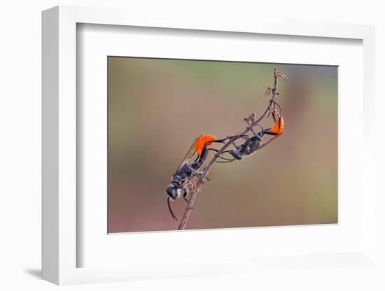 Two Orange-Nunu Rizani-Framed Photographic Print