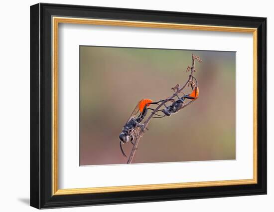 Two Orange-Nunu Rizani-Framed Photographic Print