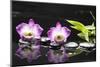 Two Orchid and Stones with Bamboo Green Leaf-crystalfoto-Mounted Photographic Print