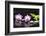 Two Orchid and Stones with Bamboo Green Leaf-crystalfoto-Framed Photographic Print