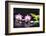 Two Orchid and Stones with Bamboo Green Leaf-crystalfoto-Framed Photographic Print