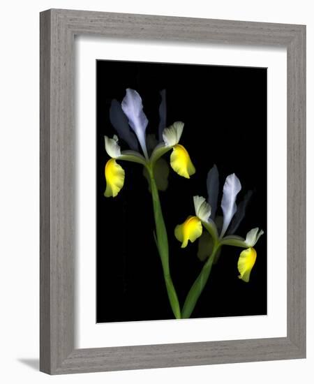 Two Orchid Flowers Isolated on Black Background-Christian Slanec-Framed Photographic Print