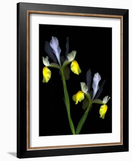 Two Orchid Flowers Isolated on Black Background-Christian Slanec-Framed Photographic Print