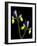 Two Orchid Flowers Isolated on Black Background-Christian Slanec-Framed Photographic Print