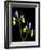 Two Orchid Flowers Isolated on Black Background-Christian Slanec-Framed Photographic Print