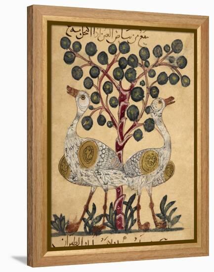 Two Ostriches-Aristotle ibn Bakhtishu-Framed Premier Image Canvas