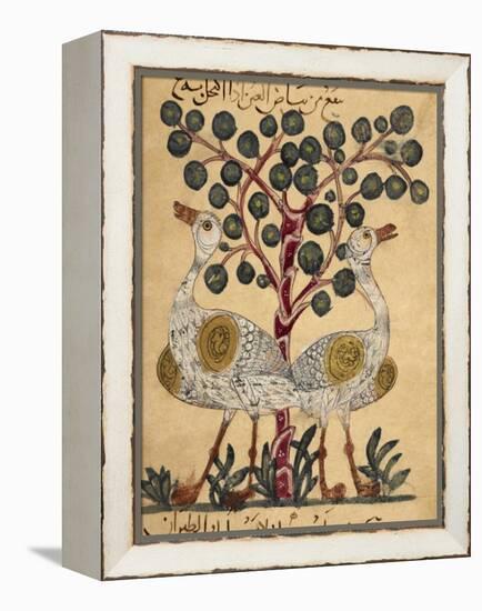 Two Ostriches-Aristotle ibn Bakhtishu-Framed Premier Image Canvas