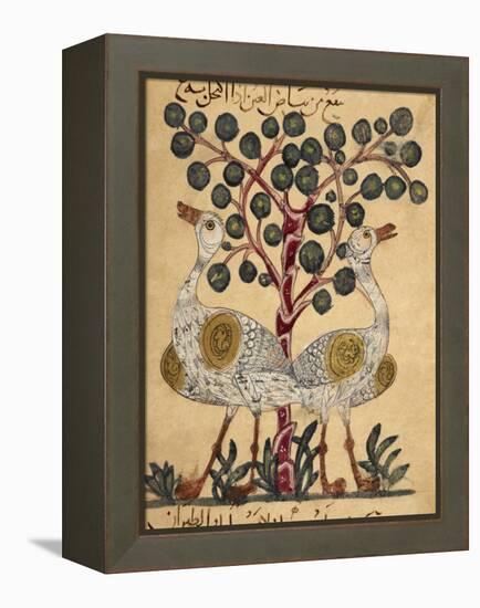 Two Ostriches-Aristotle ibn Bakhtishu-Framed Premier Image Canvas