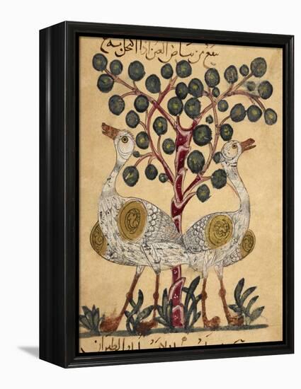 Two Ostriches-Aristotle ibn Bakhtishu-Framed Premier Image Canvas