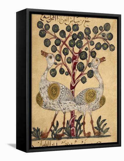 Two Ostriches-Aristotle ibn Bakhtishu-Framed Premier Image Canvas