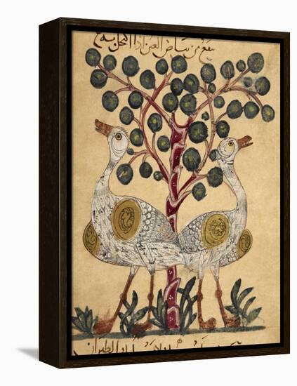 Two Ostriches-Aristotle ibn Bakhtishu-Framed Premier Image Canvas