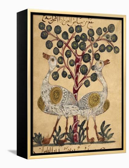 Two Ostriches-Aristotle ibn Bakhtishu-Framed Premier Image Canvas