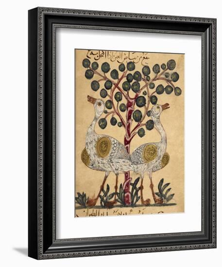 Two Ostriches-Aristotle ibn Bakhtishu-Framed Giclee Print