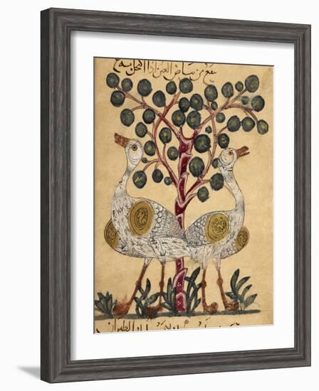 Two Ostriches-Aristotle ibn Bakhtishu-Framed Giclee Print