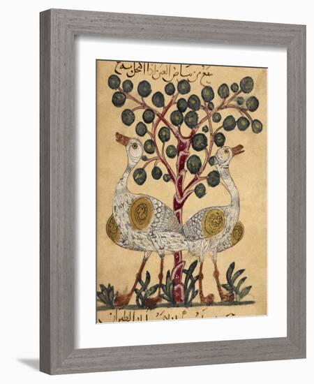 Two Ostriches-Aristotle ibn Bakhtishu-Framed Giclee Print