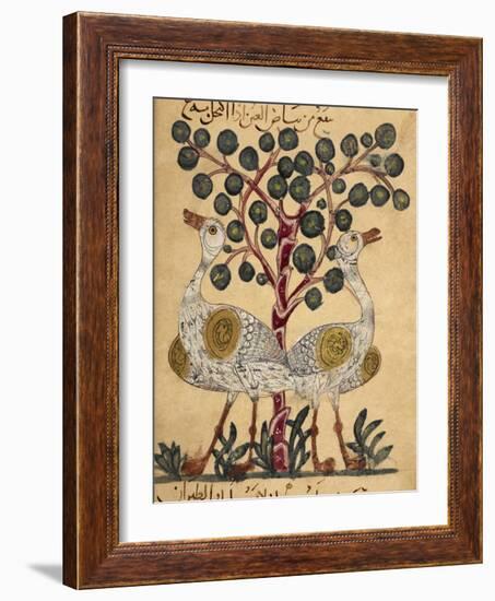 Two Ostriches-Aristotle ibn Bakhtishu-Framed Giclee Print