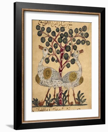 Two Ostriches-Aristotle ibn Bakhtishu-Framed Giclee Print