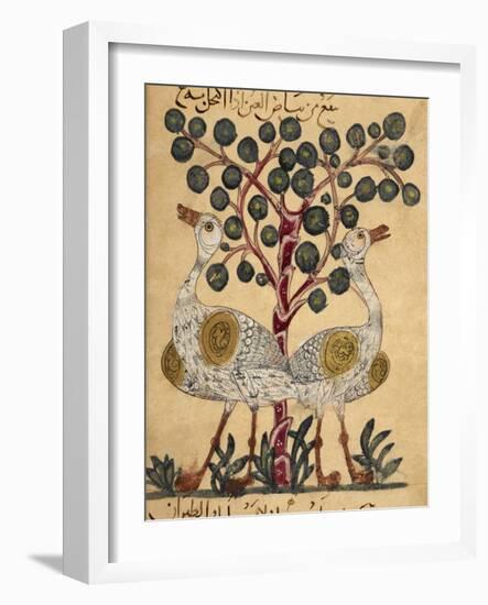 Two Ostriches-Aristotle ibn Bakhtishu-Framed Giclee Print