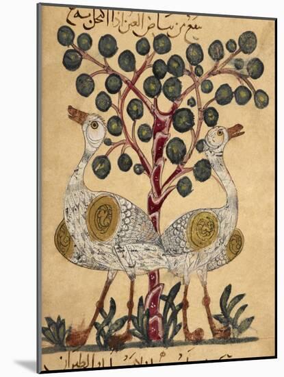 Two Ostriches-Aristotle ibn Bakhtishu-Mounted Giclee Print