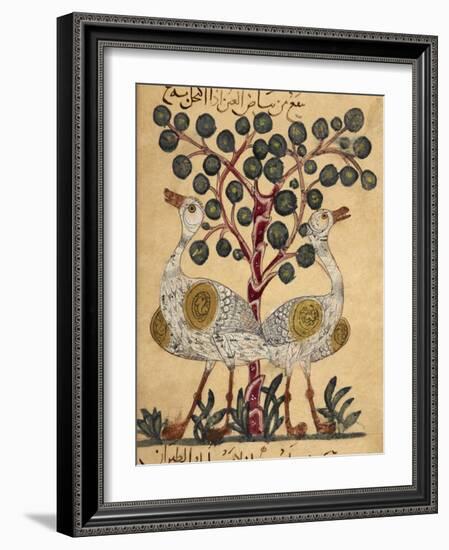 Two Ostriches-Aristotle ibn Bakhtishu-Framed Giclee Print