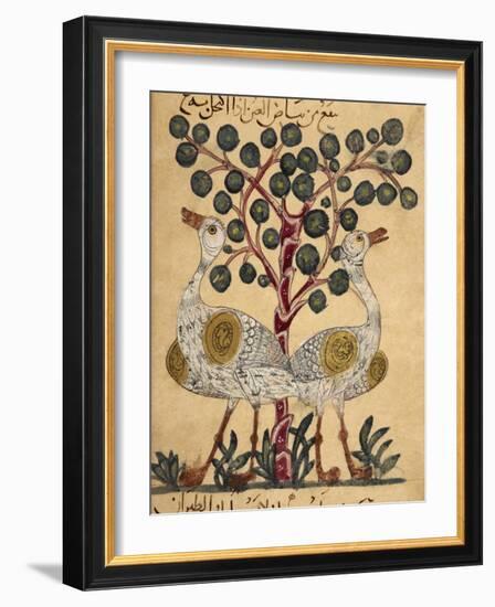 Two Ostriches-Aristotle ibn Bakhtishu-Framed Giclee Print