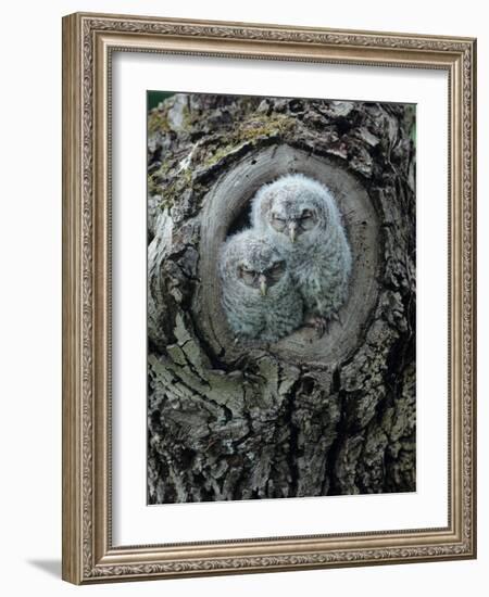 Two Owlets in Tree Knot-moodboard-Framed Photographic Print