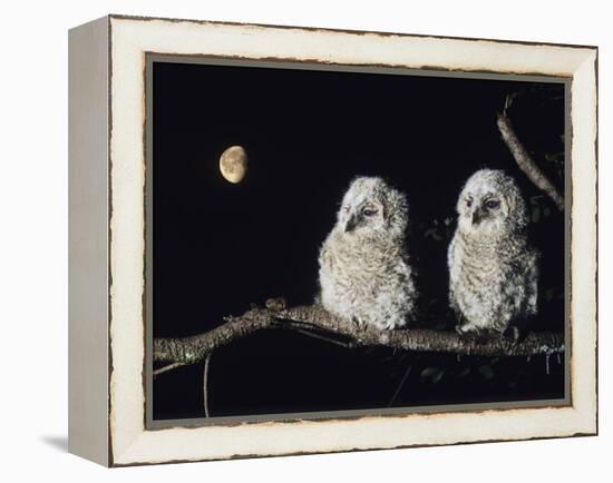 Two Owlets Perching on Tree Branch-null-Framed Stretched Canvas