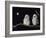 Two Owlets Perching on Tree Branch-null-Framed Photo