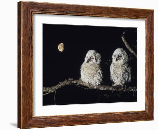 Two Owlets Perching on Tree Branch-null-Framed Photo
