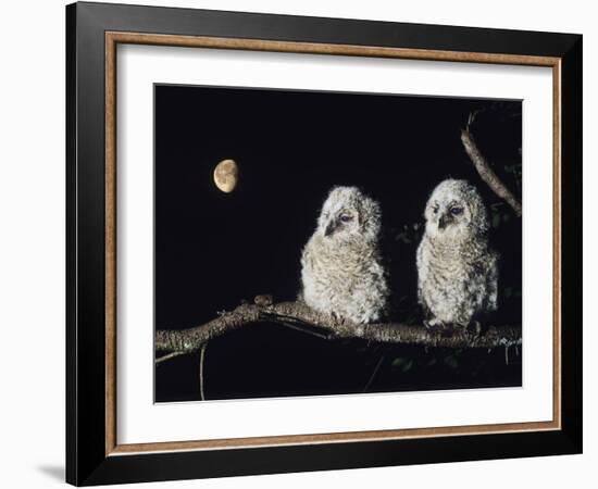 Two Owlets Perching on Tree Branch-null-Framed Photo