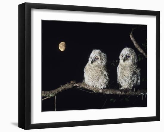 Two Owlets Perching on Tree Branch-null-Framed Photo