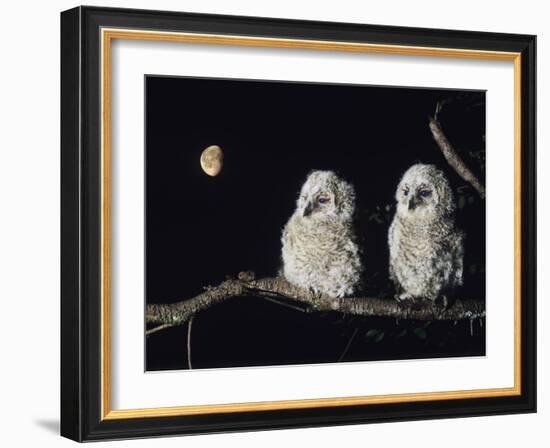 Two Owlets Perching on Tree Branch-null-Framed Photo