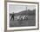 Two Owners Demonstrate How Whippets are Started in a Race : This Is known as 'Flapping'-null-Framed Photographic Print