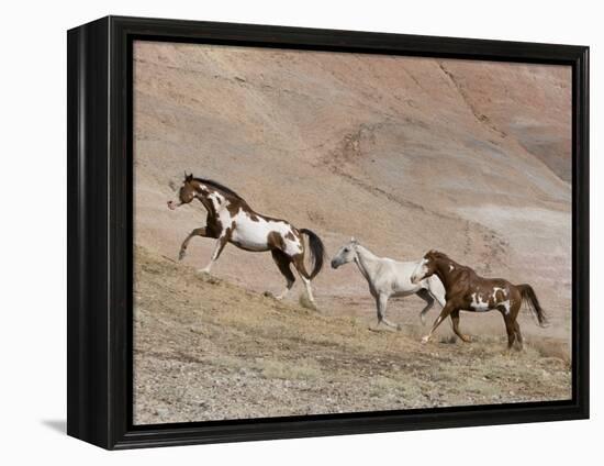 Two Paint Horses and a Grey Quarter Horse Running Up Hill, Flitner Ranch, Shell, Wyoming, USA-Carol Walker-Framed Premier Image Canvas