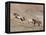 Two Paint Horses and a Grey Quarter Horse Running Up Hill, Flitner Ranch, Shell, Wyoming, USA-Carol Walker-Framed Premier Image Canvas