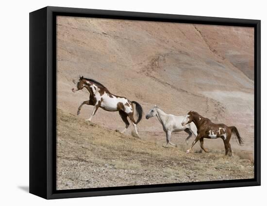 Two Paint Horses and a Grey Quarter Horse Running Up Hill, Flitner Ranch, Shell, Wyoming, USA-Carol Walker-Framed Premier Image Canvas