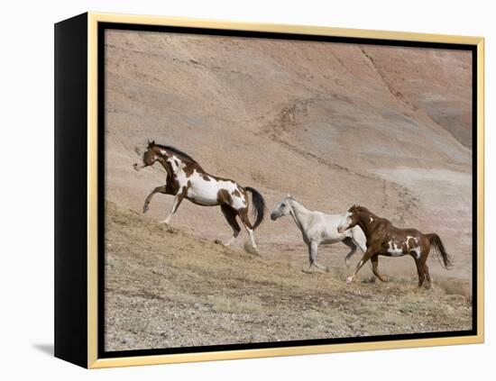 Two Paint Horses and a Grey Quarter Horse Running Up Hill, Flitner Ranch, Shell, Wyoming, USA-Carol Walker-Framed Premier Image Canvas