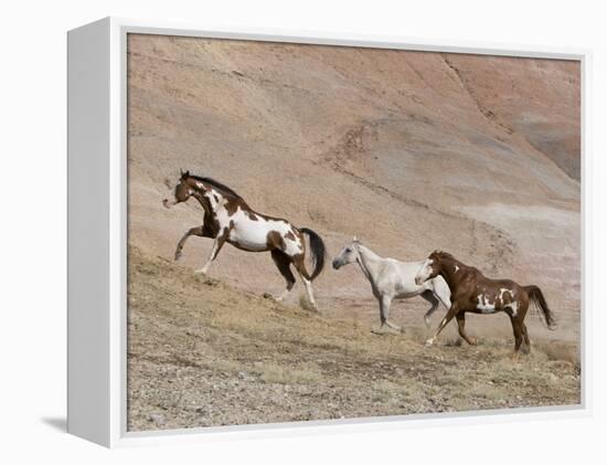 Two Paint Horses and a Grey Quarter Horse Running Up Hill, Flitner Ranch, Shell, Wyoming, USA-Carol Walker-Framed Premier Image Canvas