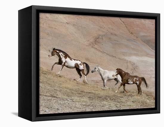 Two Paint Horses and a Grey Quarter Horse Running Up Hill, Flitner Ranch, Shell, Wyoming, USA-Carol Walker-Framed Premier Image Canvas