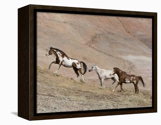 Two Paint Horses and a Grey Quarter Horse Running Up Hill, Flitner Ranch, Shell, Wyoming, USA-Carol Walker-Framed Premier Image Canvas