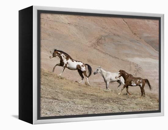 Two Paint Horses and a Grey Quarter Horse Running Up Hill, Flitner Ranch, Shell, Wyoming, USA-Carol Walker-Framed Premier Image Canvas