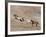 Two Paint Horses and a Grey Quarter Horse Running Up Hill, Flitner Ranch, Shell, Wyoming, USA-Carol Walker-Framed Photographic Print