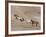 Two Paint Horses and a Grey Quarter Horse Running Up Hill, Flitner Ranch, Shell, Wyoming, USA-Carol Walker-Framed Photographic Print