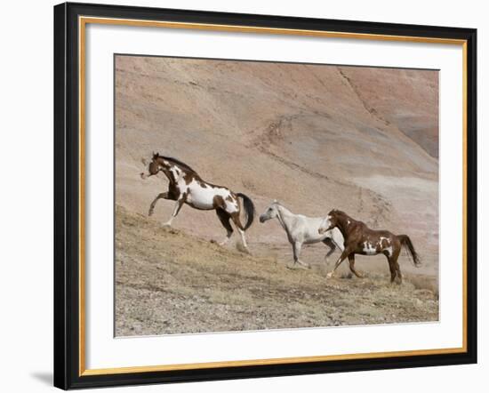 Two Paint Horses and a Grey Quarter Horse Running Up Hill, Flitner Ranch, Shell, Wyoming, USA-Carol Walker-Framed Photographic Print